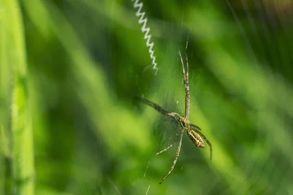 Pavouk Visí Pavučině Barevném Pozadí Makro Fotografie Hmyzu Přírodních Podmínkách — Stock fotografie