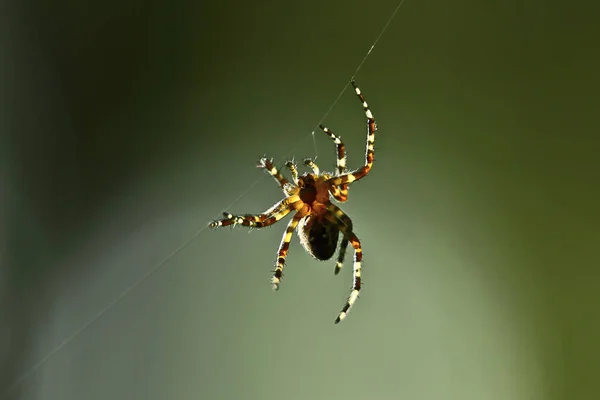 Spider Hanging Web Thread Colored Background Macro Photo Insect Natural — Stock Photo, Image