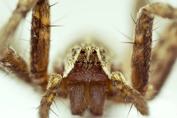 Super Macro Portrait Spider High Detail Spider White Background Macro — Stock Photo, Image