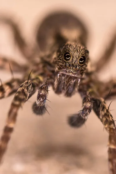 An incredible look of a wolf spider in a super macro photo. The reflection of the ring flash in the spider's eyes. Portrait of a spider insect.