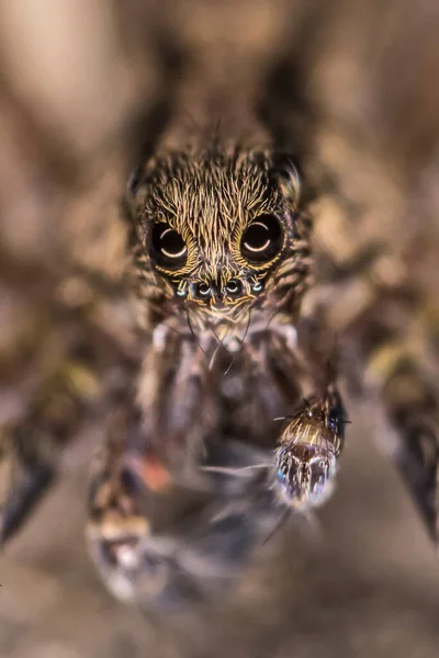 An incredible look of a wolf spider in a super macro photo. The reflection of the ring flash in the spider\'s eyes. Portrait of a spider insect.