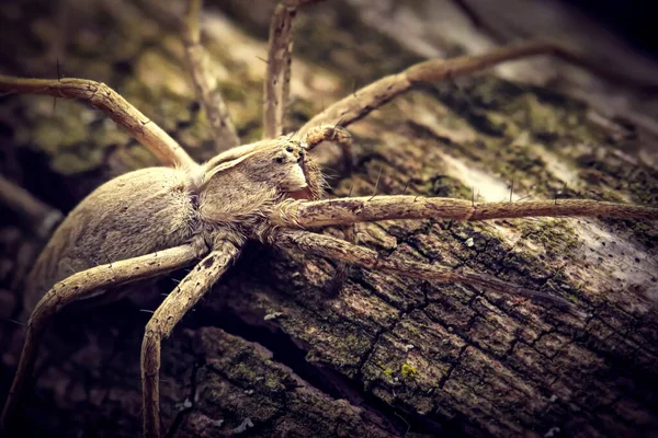 Macro Pisaura Spider Log High Detail Macro Photo Insect — Stock Photo, Image