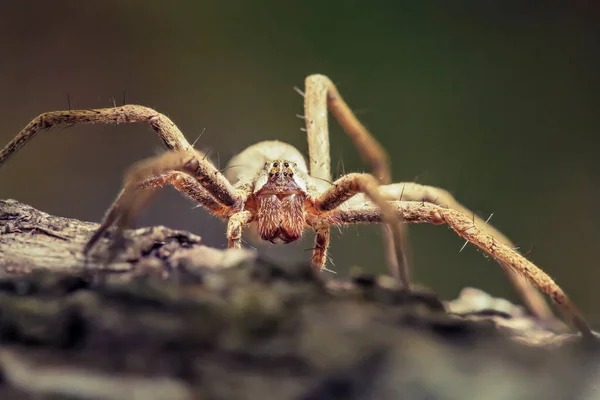 Kütüğün üzerindeki Pisaura örümceğinin Macro 'su. Yüksek detay. Bir böceğin makro fotoğrafı.