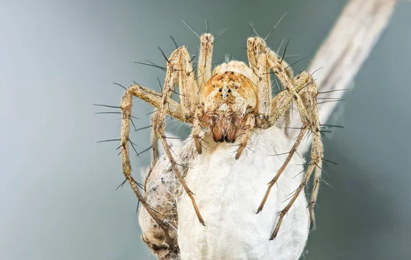 Dişi bir vaşak örümceği, yavrusuyla birlikte beyaz bir kozanın üzerinde oturur. Koza, kuru bir ot yaprağına bağlıdır. Doğadaki bir böceğin makro fotoğrafı.