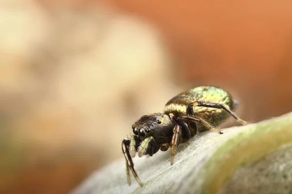 Uma Aranha Salto Bonito Está Sentado Uma Folha Macrofotografia Inseto — Fotografia de Stock