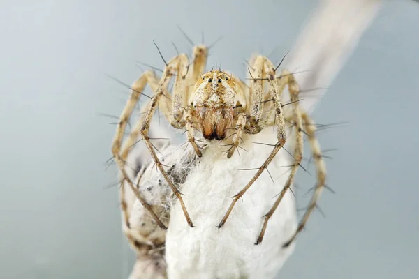 一只雌性山猫蜘蛛和它的后代坐在一个白色的大茧上 茧附着在一片干枯的草叶上 昆虫在自然界中的宏观照片 — 图库照片