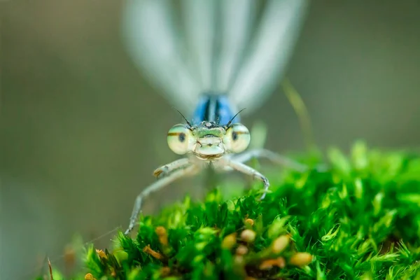 Portrait Damselfly Close — Photo