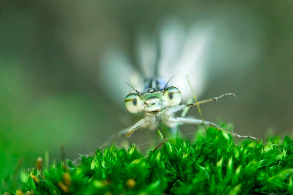 Damselfly close up portrait