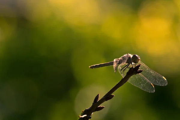 Een Gele Libel Zit Close Een Twijgje Libelle Jaagt Macro — Stockfoto