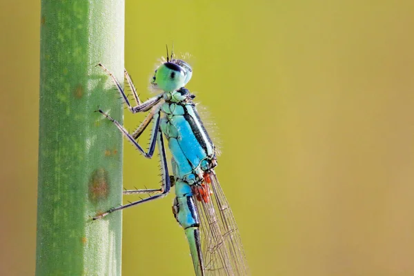 Голубая Муха Enallagma Cyathigerum Траве — стоковое фото