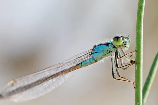 Damselfly Azul Común Enallagma Cyathigerum Hierba — Foto de Stock