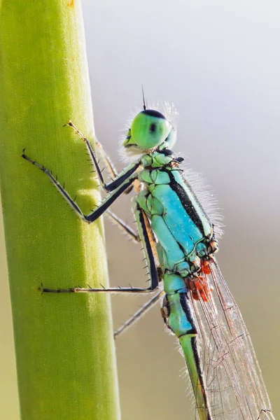 Gemeine Blaue Libelle Enallagma Cyathigerum Auf Dem Gras — Stockfoto
