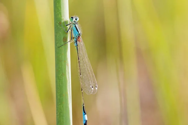 草の上の一般的な青いイトトンボ Enallagma Cyathigerum — ストック写真