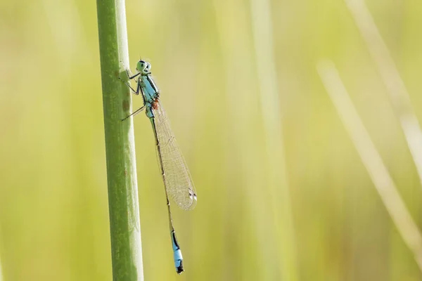 Damselfly Azul Comum Enallagma Cyathigerum Grama — Fotografia de Stock