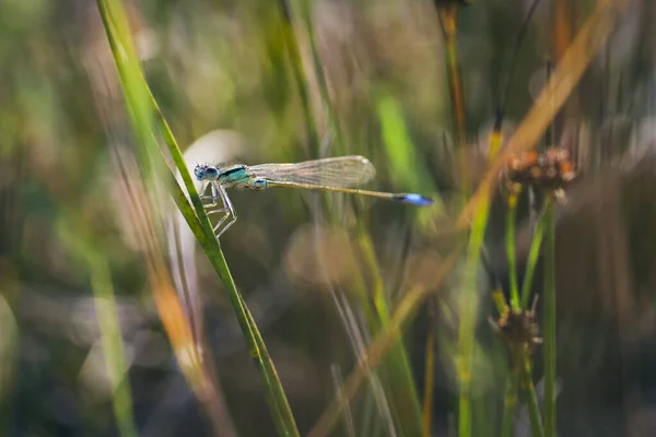 Damselfly Azul Comum Enallagma Cyathigerum Grama — Fotografia de Stock