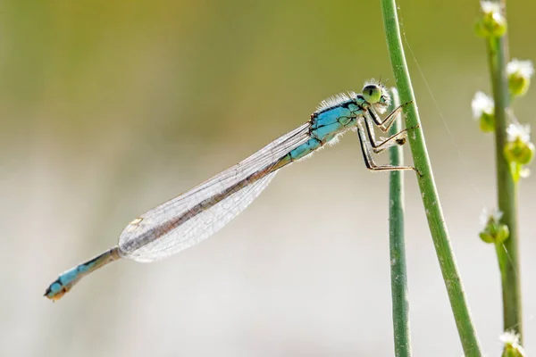 草の上の一般的な青いイトトンボ Enallagma Cyathigerum — ストック写真