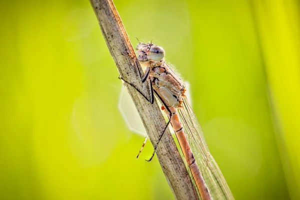 Una Mosca Damisela Primer Plano Sienta Aislada Una Brizna Hierba — Foto de Stock