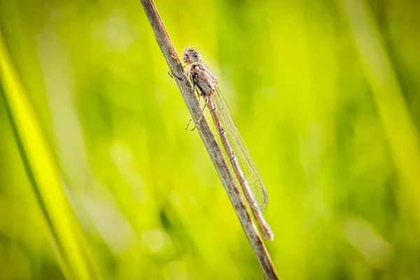 Una Mosca Damisela Primer Plano Sienta Aislada Una Brizna Hierba — Foto de Stock