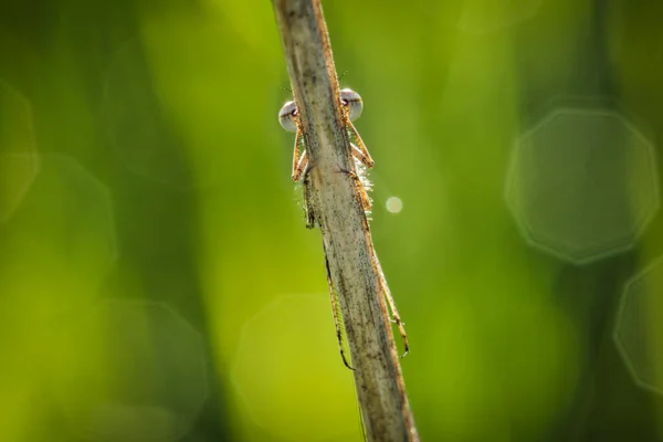 Jungfru Närbild Sitter Isolerad Ett Grässtrå Morgonen Lekfull Blick Insekten — Stockfoto