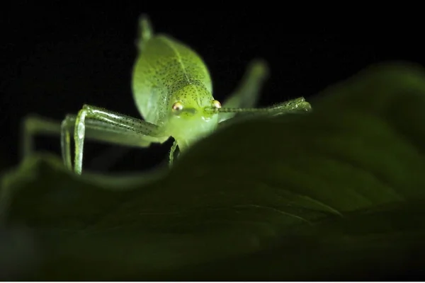 Uma Foto Macro Gafanhoto Verde Uma Folha Olha Para Câmera — Fotografia de Stock