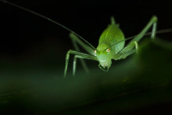 Macro Photo Green Grasshopper Leaf Looks Camera Black Background Natural — Stock Photo, Image