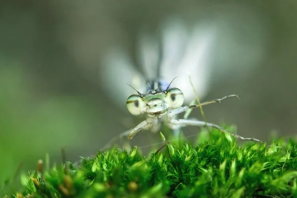 Portrait Damselfly Close — Photo