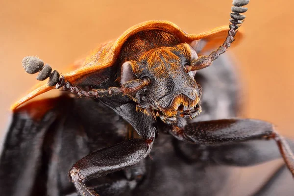 Super macro portrait of a oiceoptoma thoracicum beetle. Incredible detail of a stacking macro photo of an insect. Beautiful yellow-orange beetle armor.