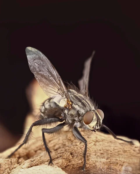 フルサイズのフライの超詳細なスタック写真 樹皮にフライが座り 黒い均一な背景をしている 昆虫のマクロ写真 — ストック写真