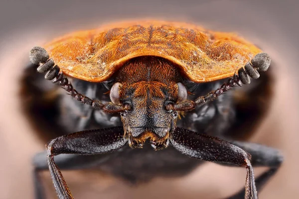 オイセオプトマの胸部甲虫の超マクロ肖像画 昆虫の積み重ねマクロ写真の信じられないほどの詳細 美しい黄橙色の甲虫鎧 — ストック写真