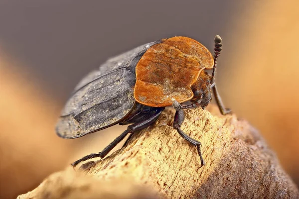Oiceoptoma torasicum böceğinin tam boy süper makro görüntüsü. Bir böceğin makro fotoğrafını istiflemek için inanılmaz bir detay. Güzel sarı-turuncu böcek zırhı.