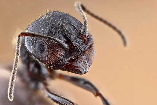 Super Macro Portrait Ant Stack Macro Photo Incredible Detail Ant — Stock Photo, Image