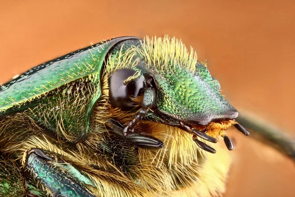 Supermakro Porträtt Bronsskalbagge Cetoniinae Scarabaeidae Stapla Makro Foto Insekt Svart — Stockfoto