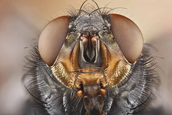Porträtt Fluga Super Närbild Otroligt Detaljerad Stack Foto Insekt Enhetlig — Stockfoto