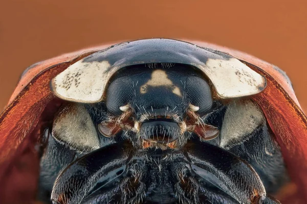 Super Makro Porträt Eines Marienkäfers Makrofoto Eines Insekts Auf Schwarzem — Stockfoto