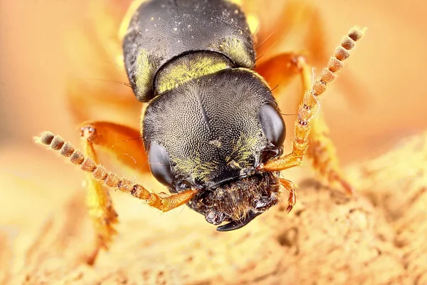 Super Macroretrato Besouro Staphylinus Caesareus Empilhamento Foto Macro Inseto Fundo — Fotografia de Stock