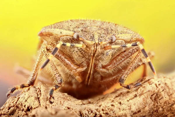 アカントソマチダイビートルの超マクロ写真 黄色の背景に昆虫のマクロ写真を積み込む 動物の信じられないほどの詳細 — ストック写真