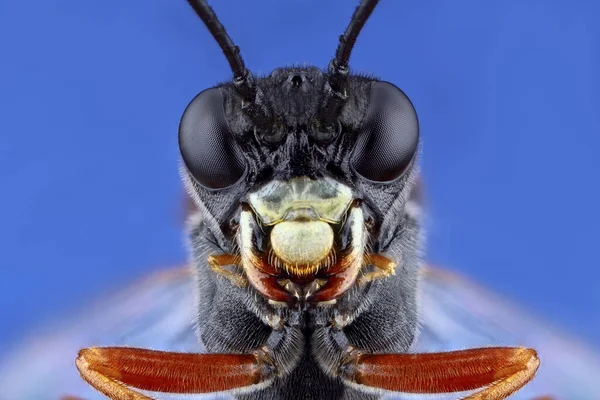 地下のワスプのスーパーマクロ肖像画 青い背景に昆虫のマクロ写真を積み込む 動物の信じられないほどの詳細 — ストック写真