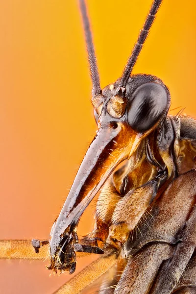 Super Macro Portrait Scorpion Fly Incredible Details Macro Photo Insect — Stock Photo, Image