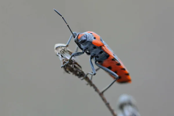 Bug Soldado Con Hermoso Color Rojo Negro Sienta Una Ramita — Foto de Stock