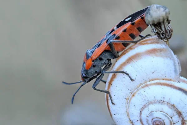 Bug Soldier Beautiful Red Black Coloring Sits Light Snail Shell — Stock Photo, Image