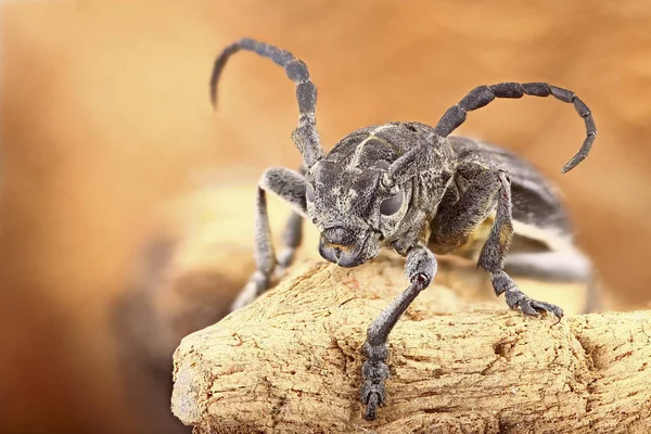 Uzun boynuzlu bir böcek açık bej bir arka planda, yakın planda bir ağaçta oturuyor. Barbel böceğinin makro görüntüsü, böcek tamamen çerçeveye uyuyor. Böceğin makrofotoğrafçılığı çok detaylı ve net..