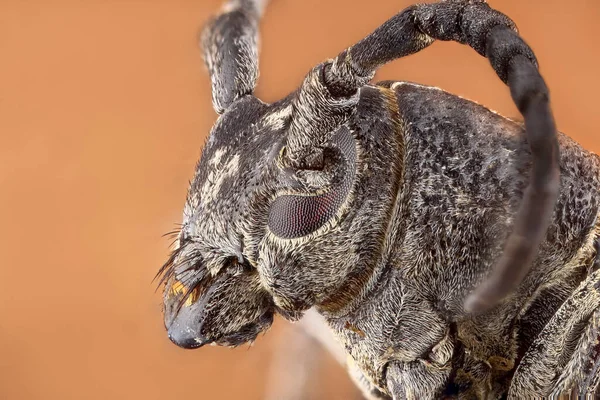 Super macro portrait of longhorn beetle in full face. Light beige background. Macro of a barbel beetle.Macrophotography of the beetle in very high detail and clarity.