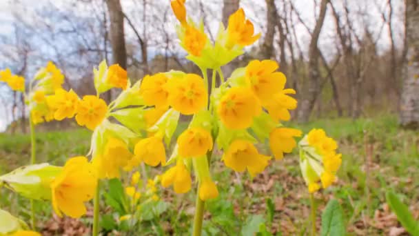 Flores Carneiro Flutter Close Vento Timelapse Vídeo Flores Rápido Movimento — Vídeo de Stock