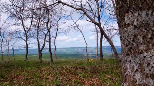 Timelapse Nubes Con Una Vista Desde Bosque Través Una Parte — Vídeos de Stock