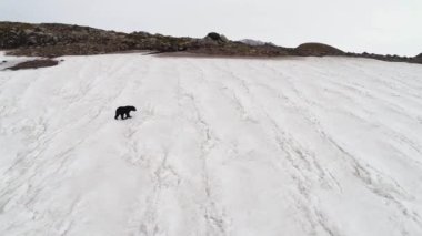 Bir kahverengi vahşi ayı karlı bir arazide yürüyor. Yukarıdan, helikopterden ateş ediyorlar. Kamçatka 'nın vahşi yaşamı, Rusya.