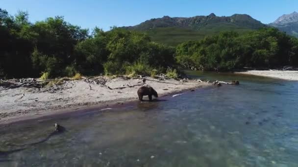 クマは山の川の近くの銀行に立っている 二番目のクマは川で泳いでいます — ストック動画