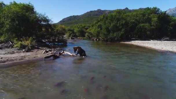 Ein Bär Kommt Aus Einem Gebirgsfluss Steigt Auf Einem Baumstamm — Stockvideo