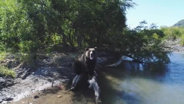 一只棕色的熊坐在山河边的一根圆木上 咆哮着笑着 俄罗斯堪察加半岛 — 图库视频影像