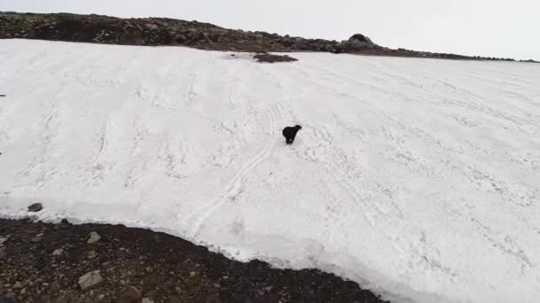 雪景色の中をクマが歩いている 上から コッパーから撮影 カムチャツカの野生生物 ロシア — ストック動画