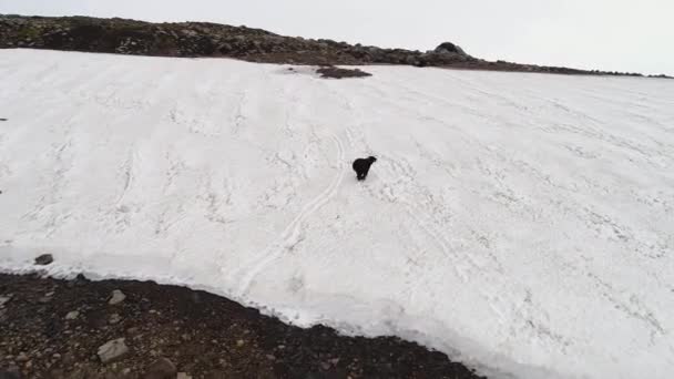 Brun Vild Björn Går Ett Snöigt Landskap Skjuter Ovanifrån Från — Stockvideo